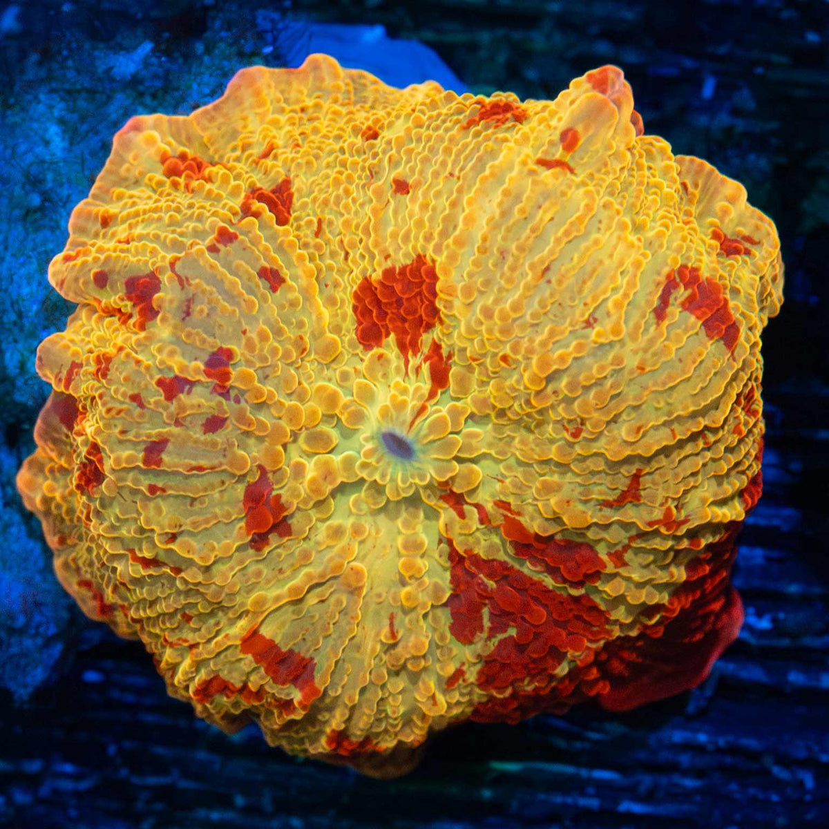 jawbreaker mushroom coral medium