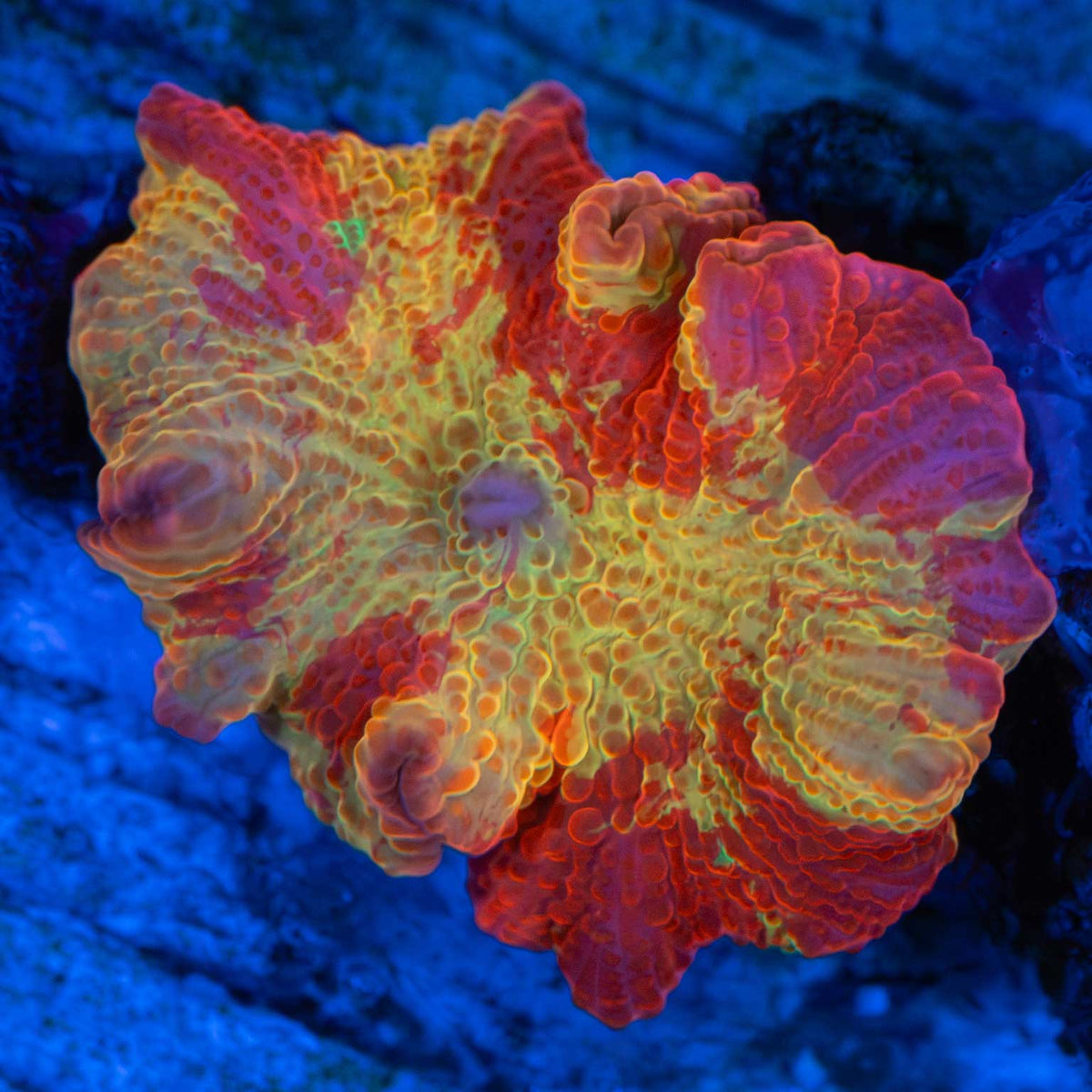Jawbreaker Mushroom With Green