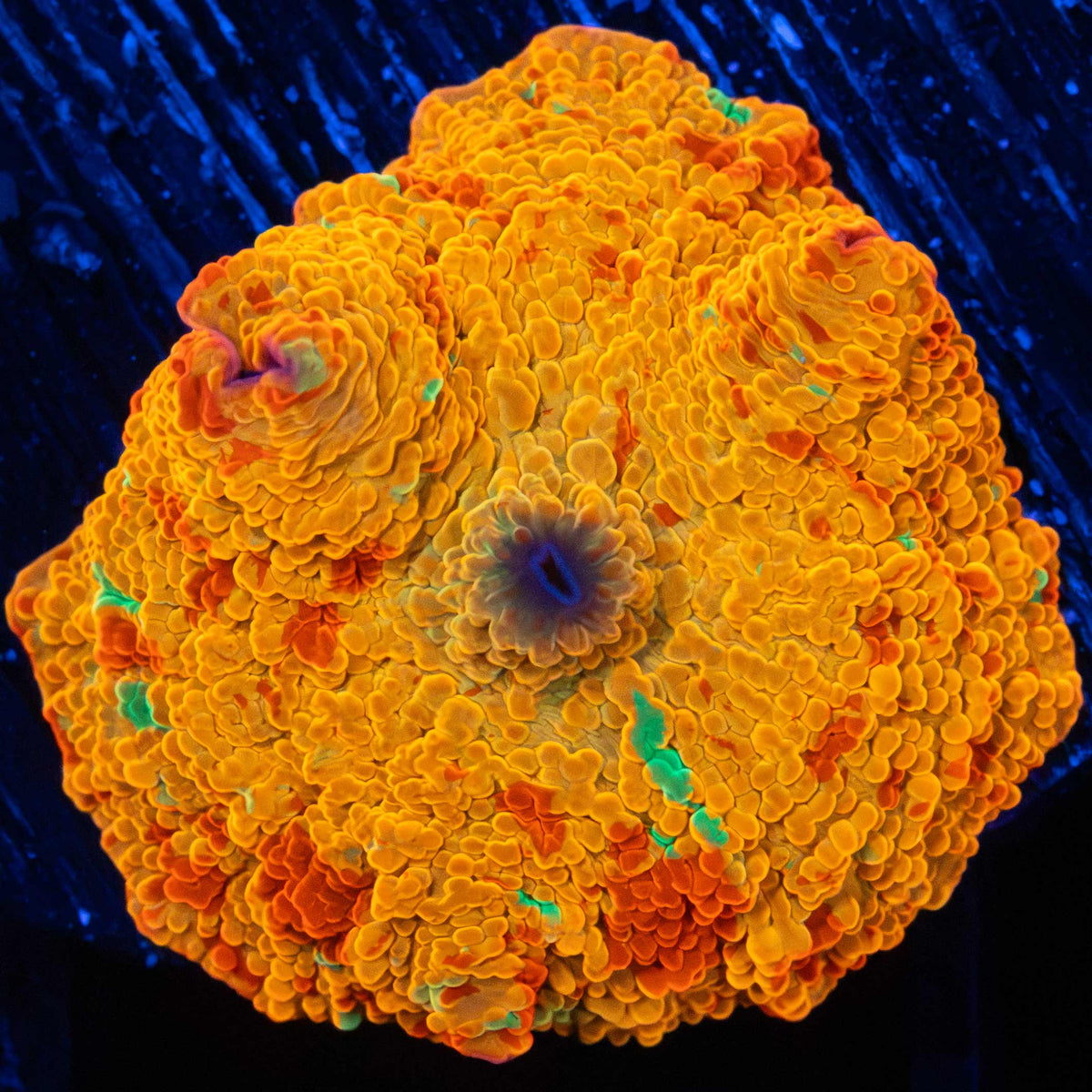 Jawbreaker Mushroom Coral With Green