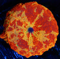 XL Green Spots Jawbreaker