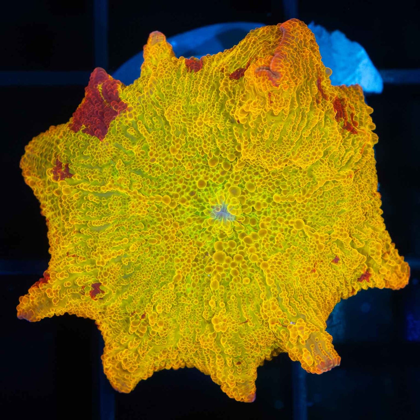 Jawbreaker Mushroom Coral (50 cent size) Lucky Corals