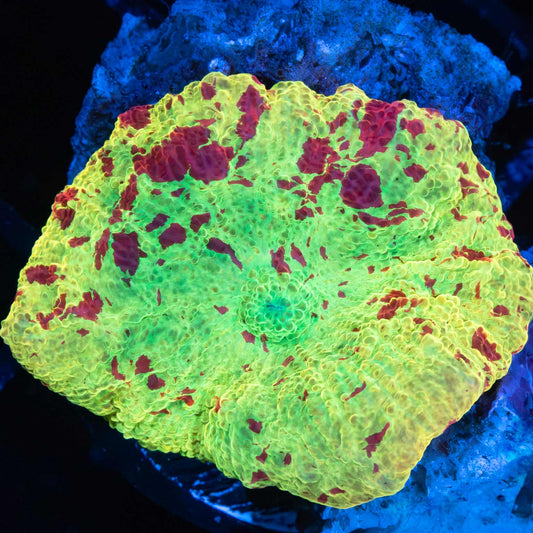 Large Eclectus Jawbreaker Mushroom