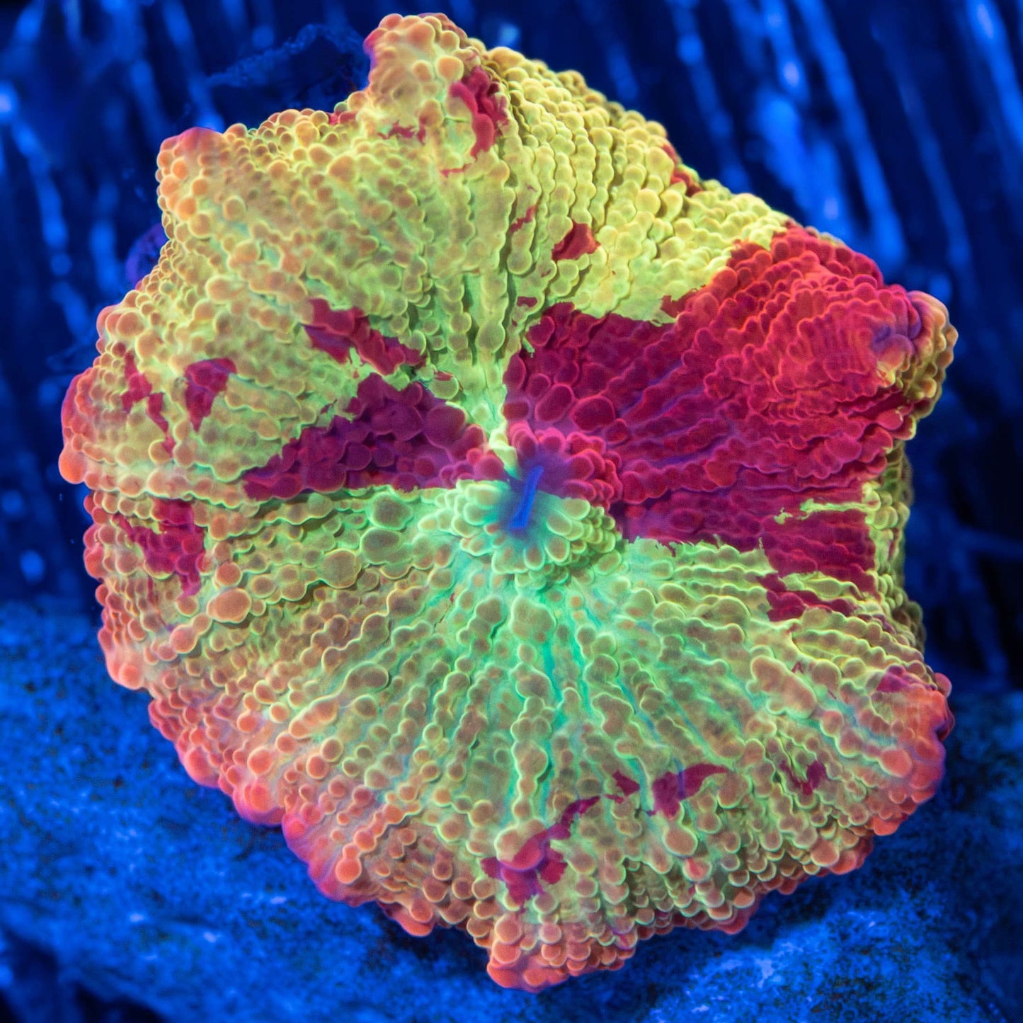 Jawbreaker Mushroom