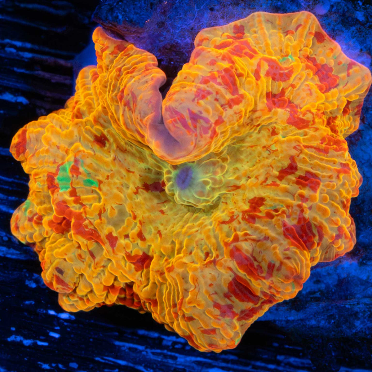 jawbreaker with purple spot