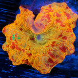 jawbreaker with purple spot