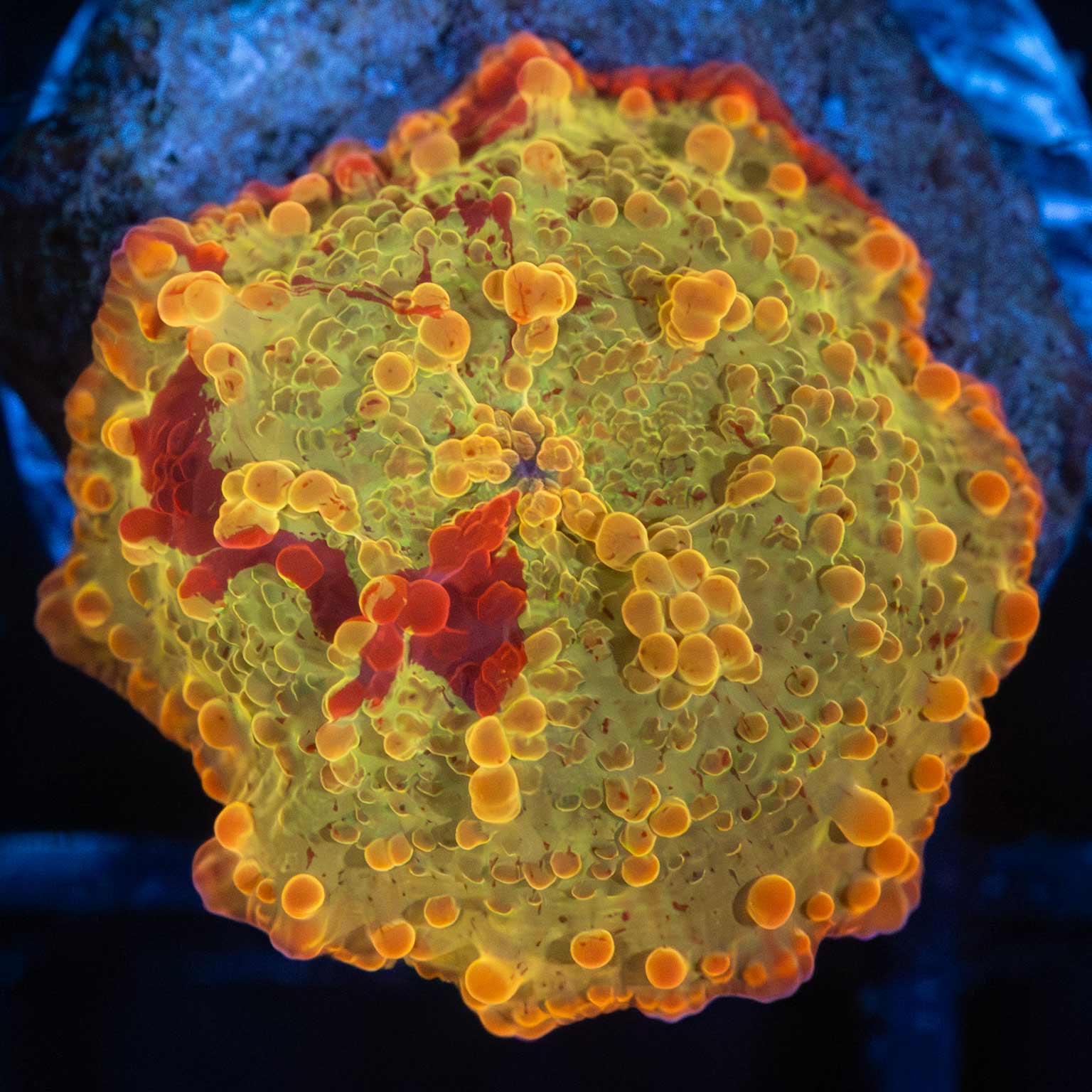 Mushroom Corals For Sale - Overnight Shipping – tagged 