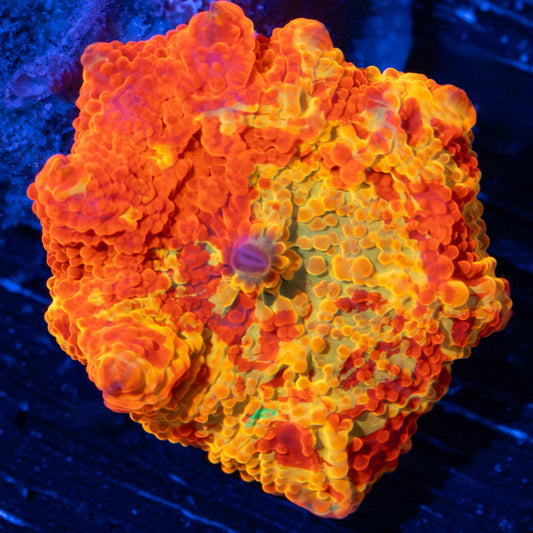 Jawbreaker Mushroom (With Green)