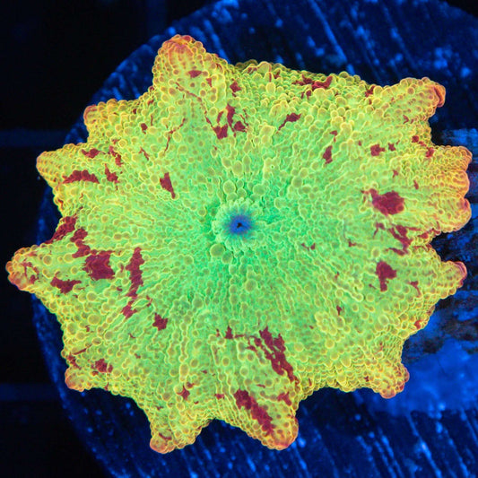 jawbreaker mushroom  coral