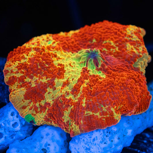 Purple Monster Jawbreaker