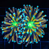 Jester Torch