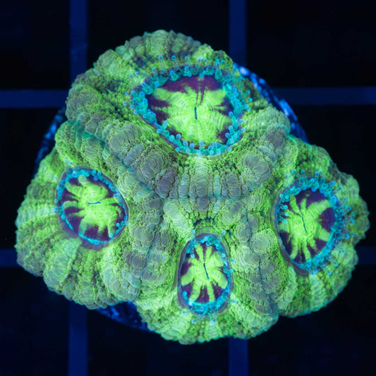 Joker Asian Acan
