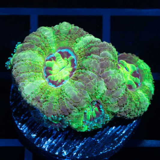 Joker Asian Acan