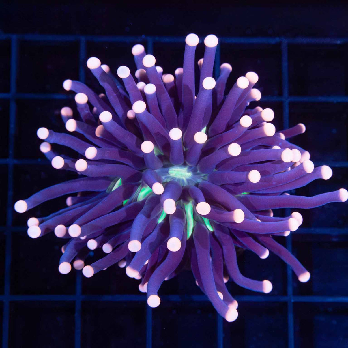 Malaysian Joker Torch Coral Lucky Corals