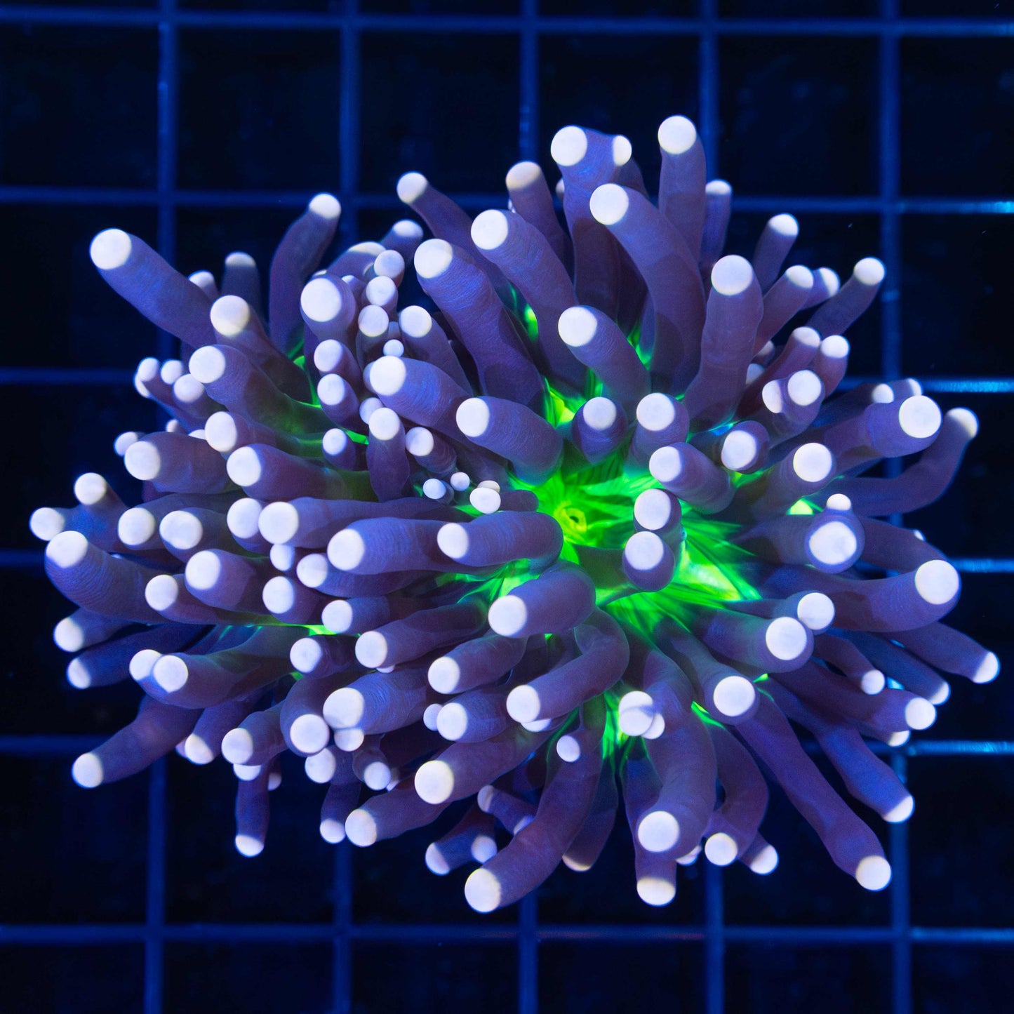 2 Heads Malaysian Joker Torch Coral