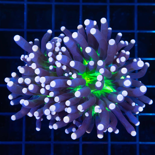 2 Heads Malaysian Joker Torch Coral