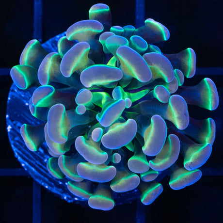 KDR Rainbow Hologram