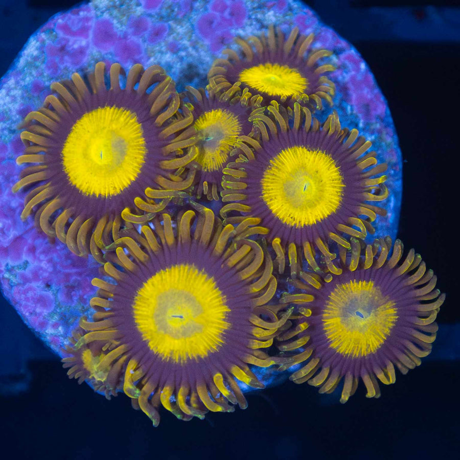 King Midas Zoa