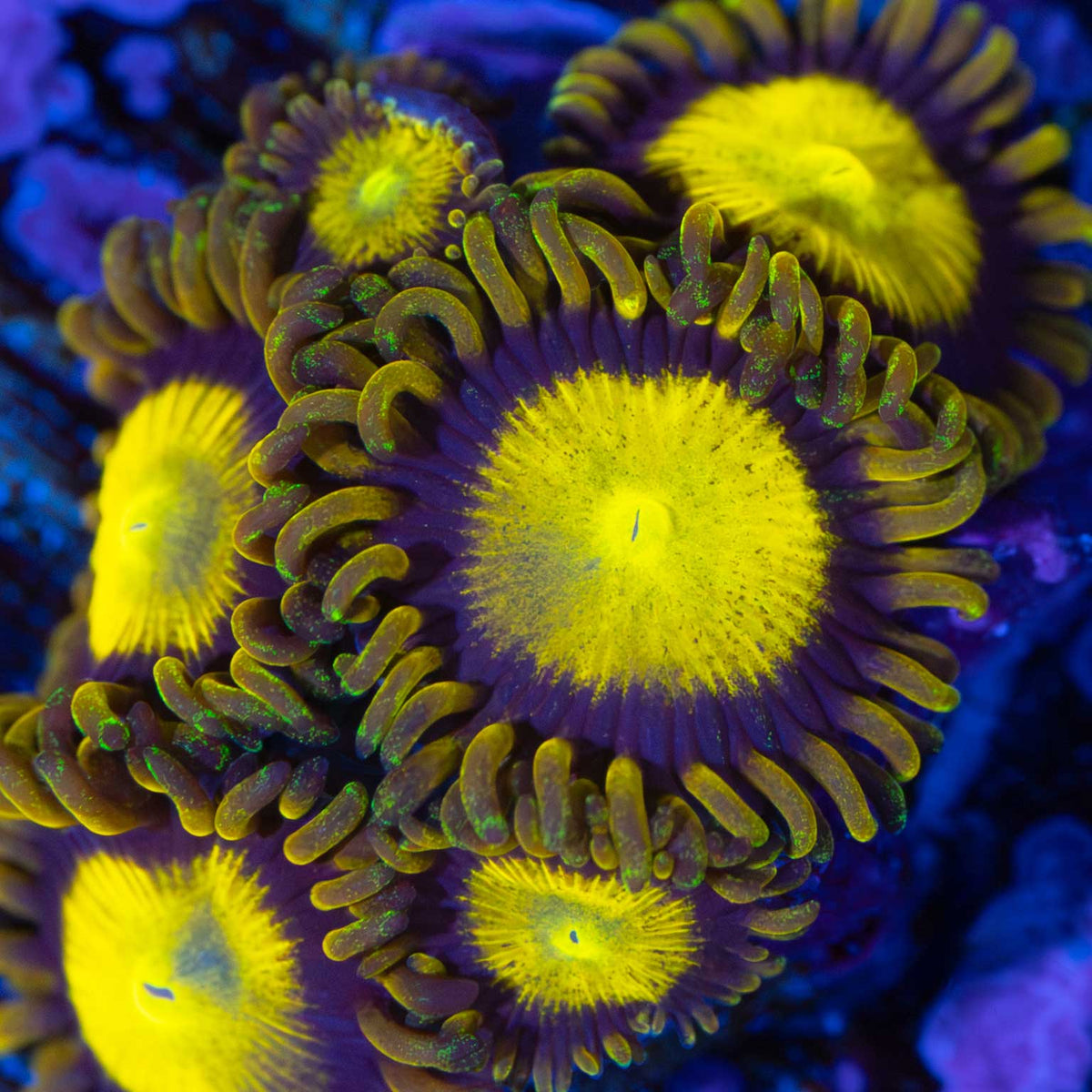 King Midas Zoa zoanthid under blue aquarium lighting