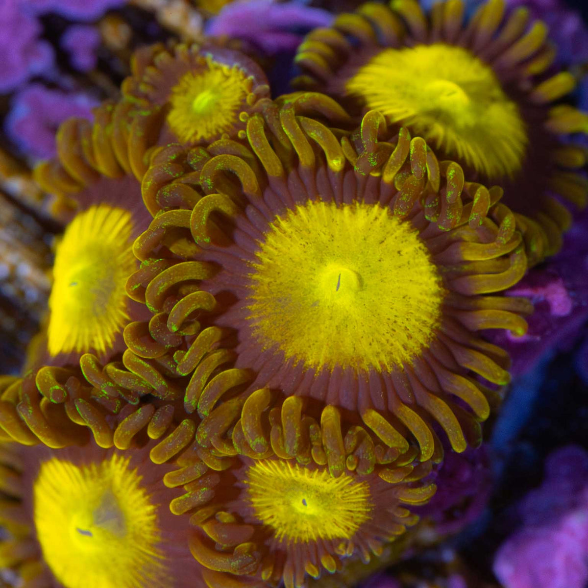 King Midas Zoa zoanthid under white aquarium lighting