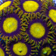 King Midas Zoa Colony