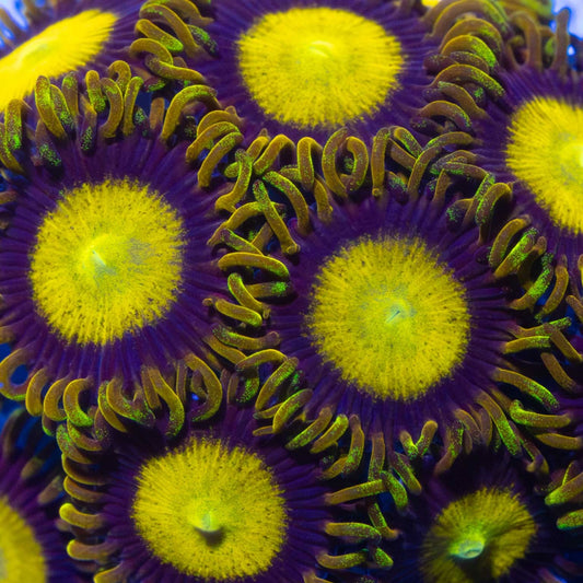King Midas Zoa Colony
