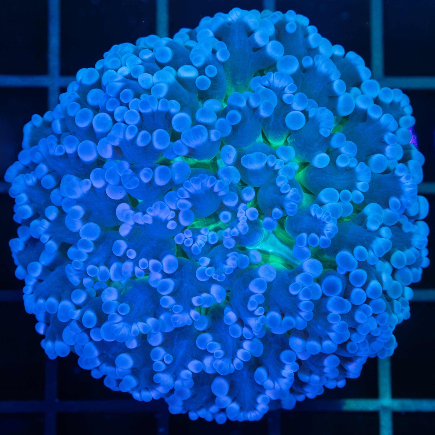 Blue Green Center Kingspawn