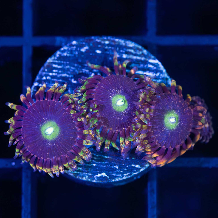 Koala Eyes Zoa