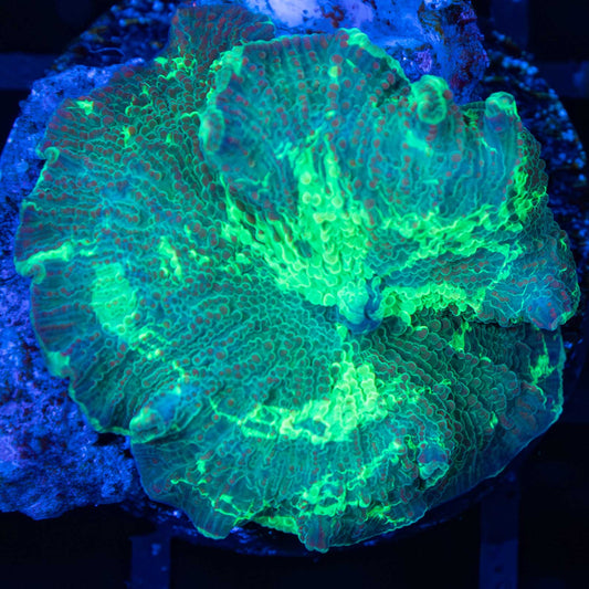 Kryptonite Mushroom Coral