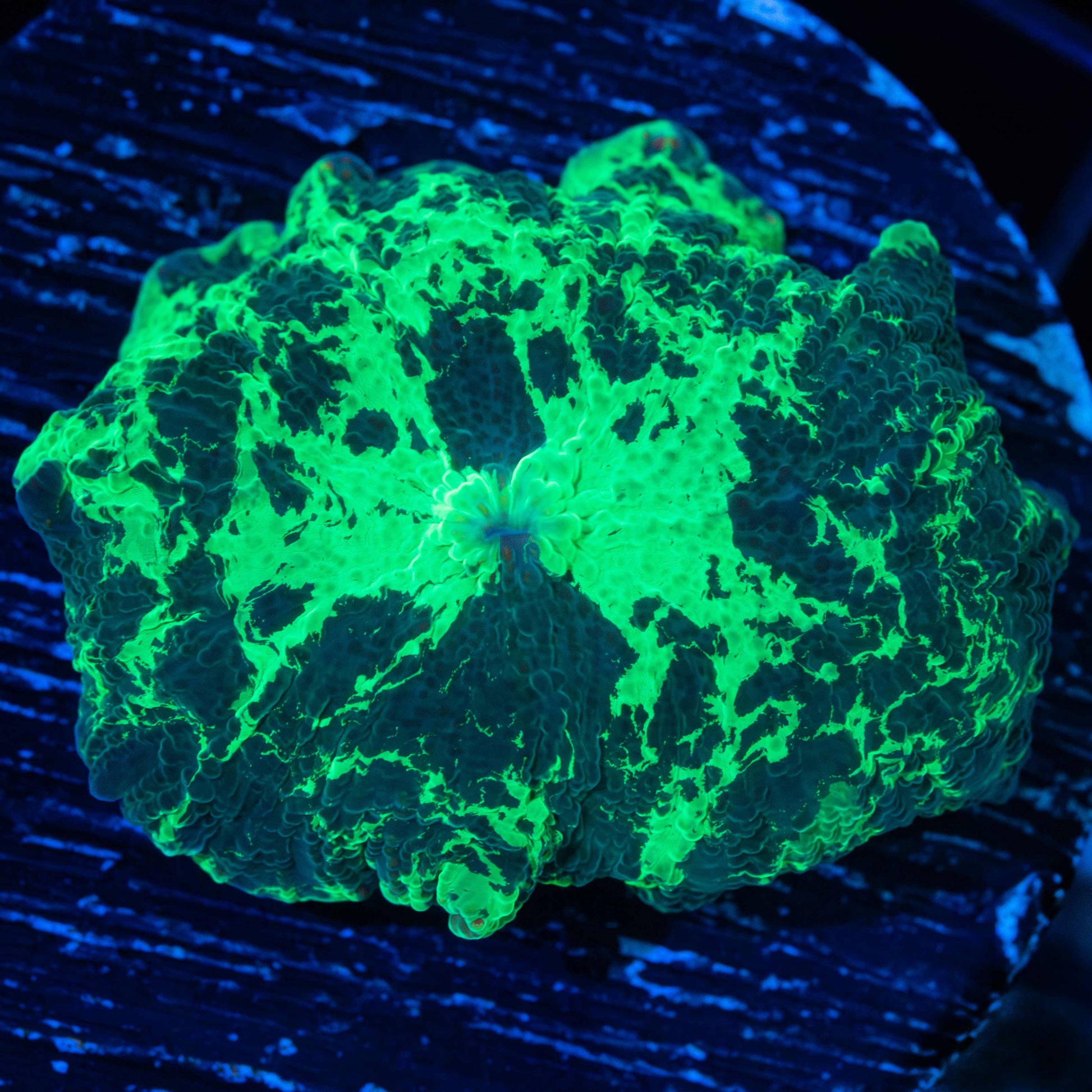 Large Kryptonite mushroom coral