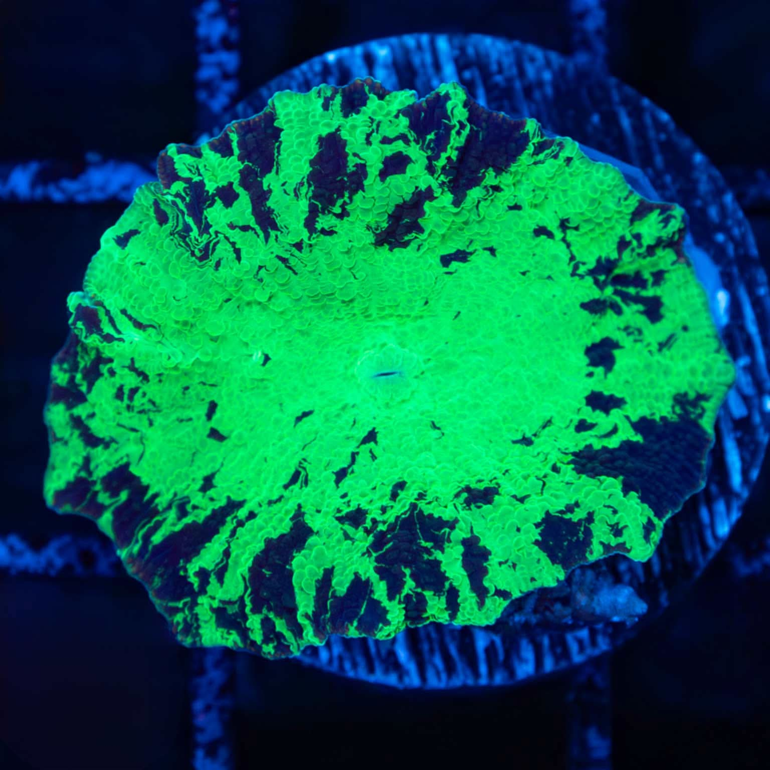 Kryptonite Mushroom Coral (Larger than a quarter)