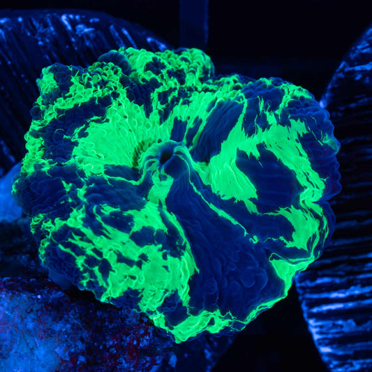 Kryptonite Mushroom Coral
