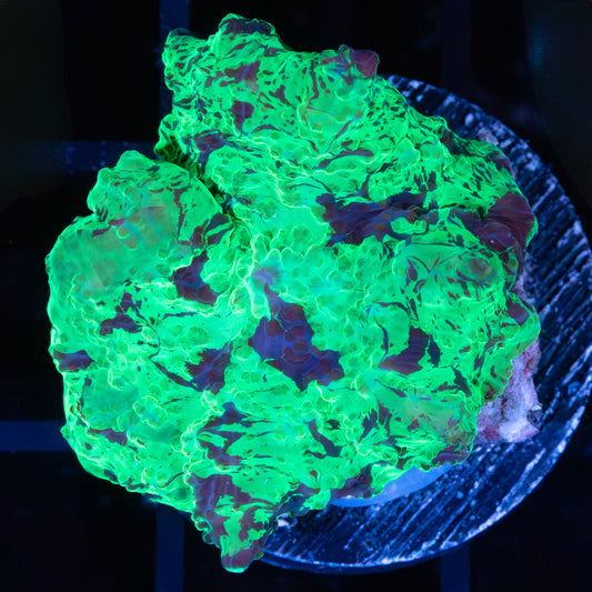 Kryptonite Mushroom Coral