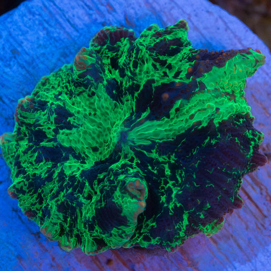 Kryptonite Mushroom Coral