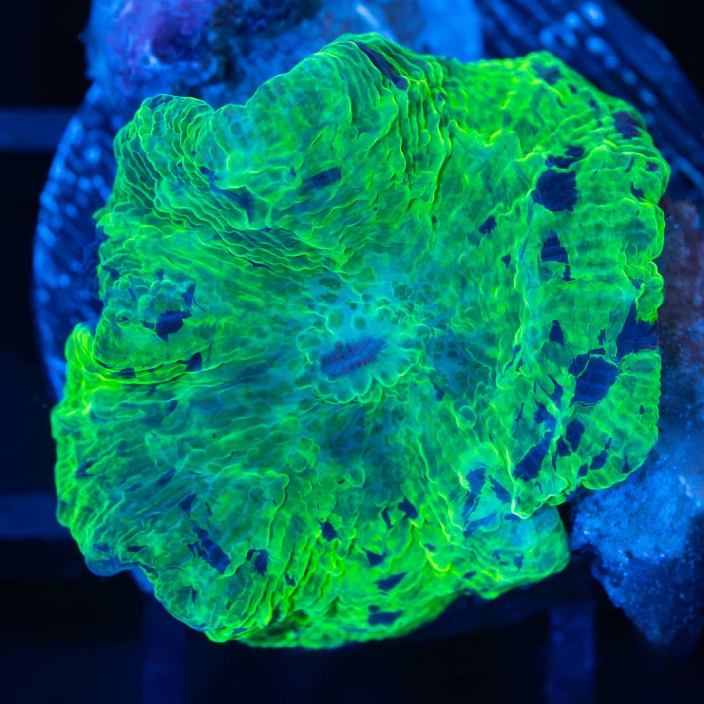 Kryptonite Mushroom Coral