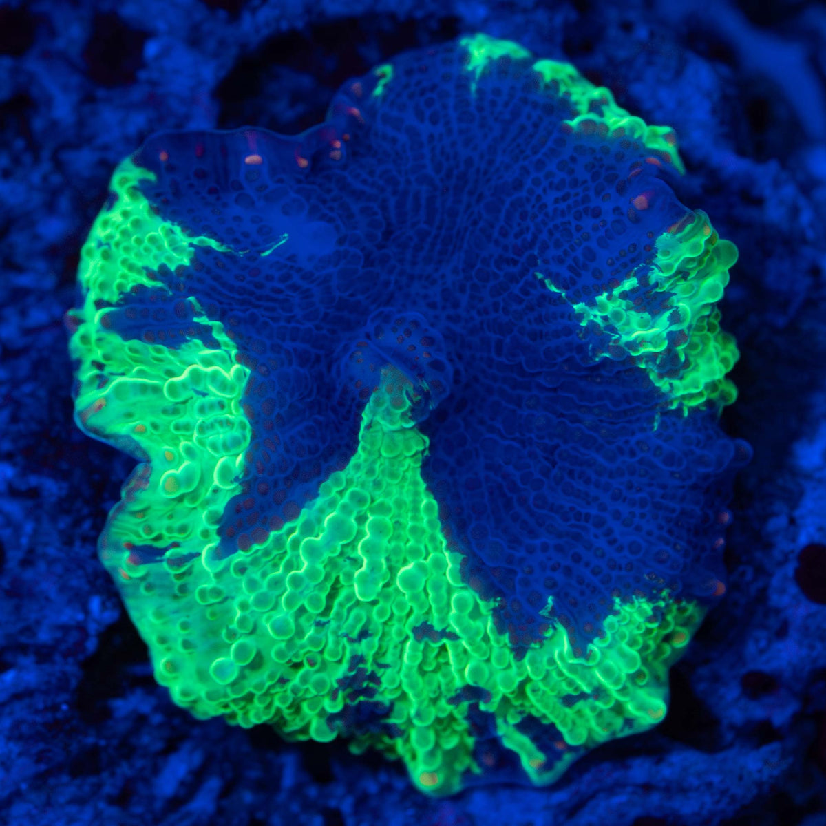 Kryptonite Mushroom Coral