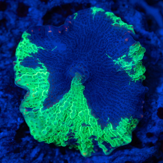Kryptonite Mushroom Coral