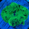 Kryptonite Mushroom Coral