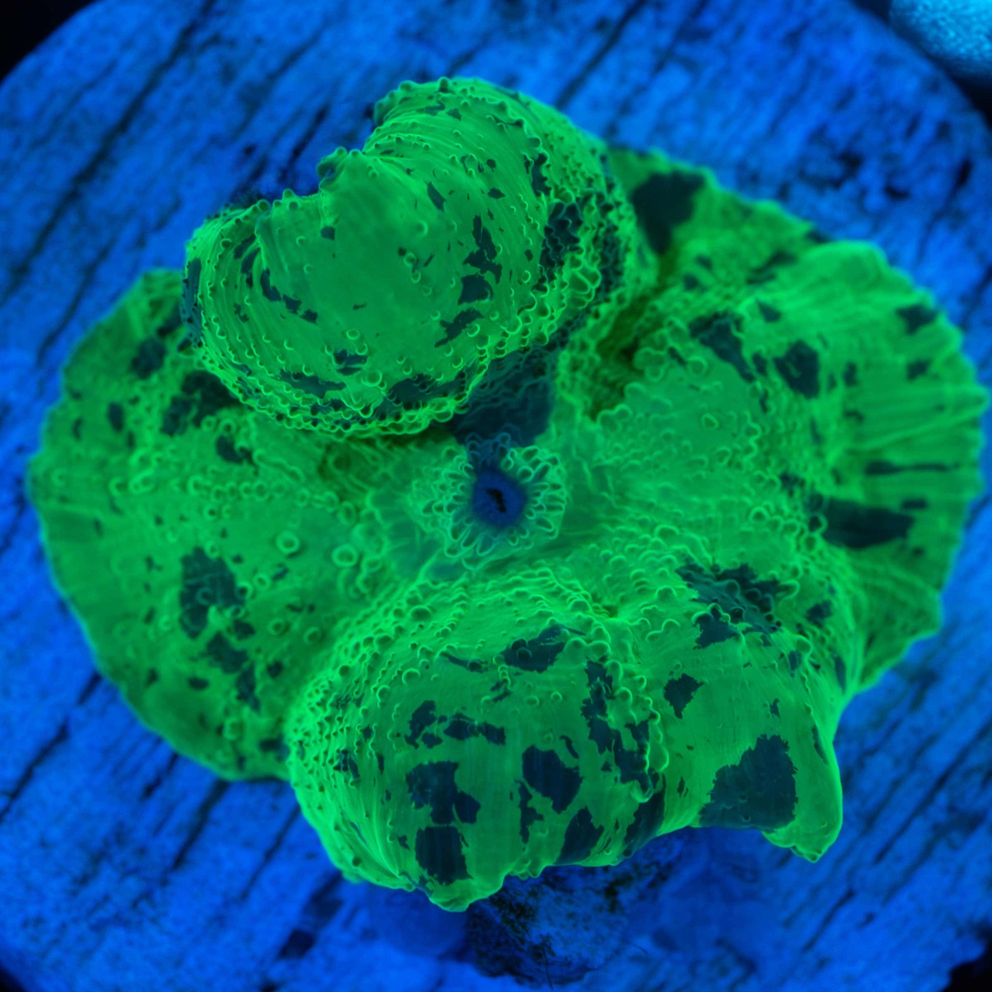 Kryptonite Mushroom Coral