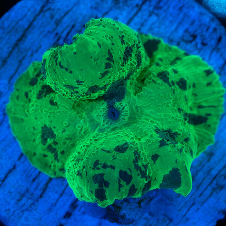 Kryptonite Mushroom Coral
