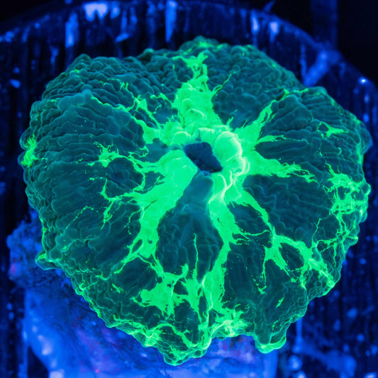 Kryptonite Mushroom Coral