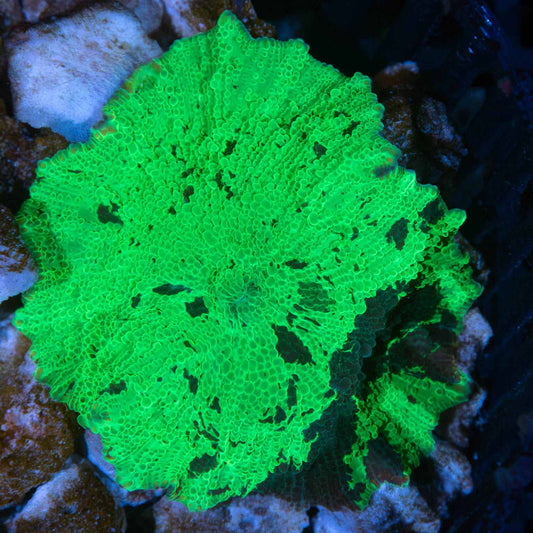 Kryptonite Mushroom Coral (quarter size+)
