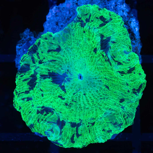 Kryptonite Mushroom Coral