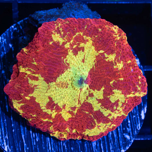 XL 3 Color Eclectus Mushroom Coral