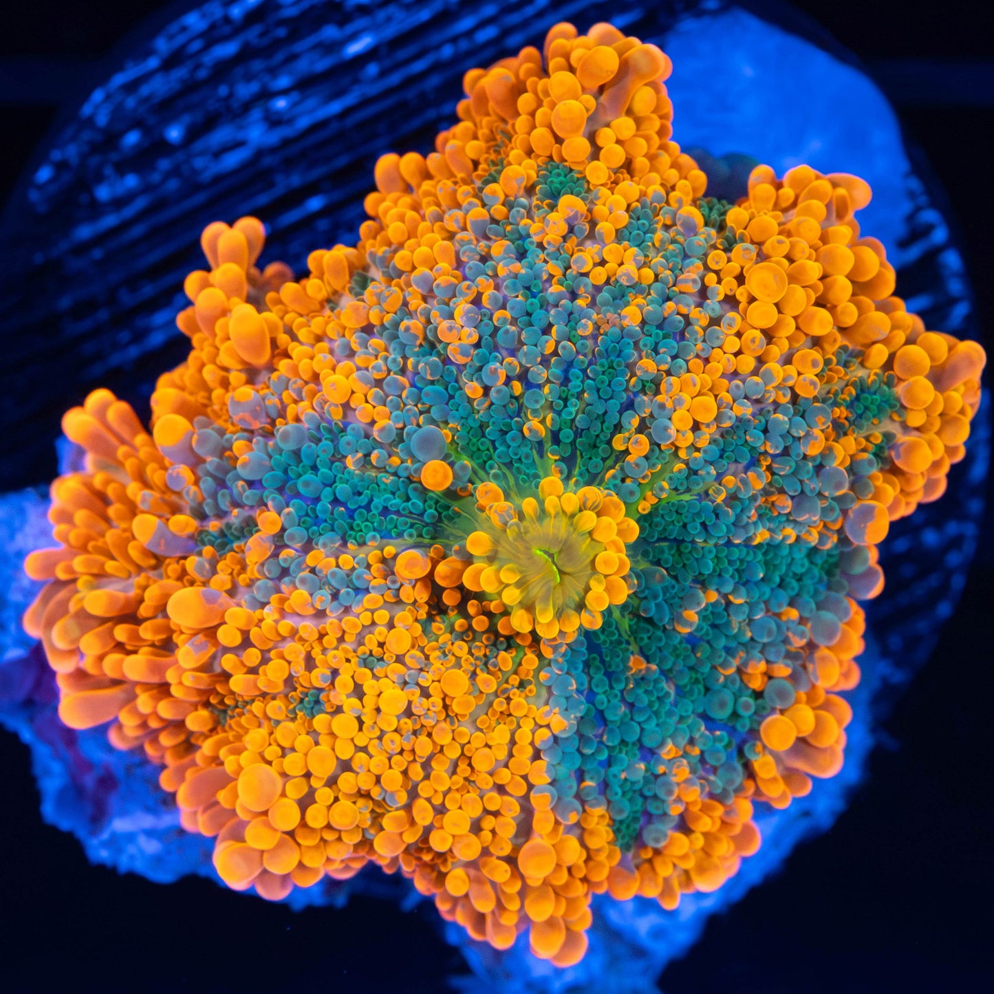 Large 4 Color Miami Hurricane Yuma Mushroom