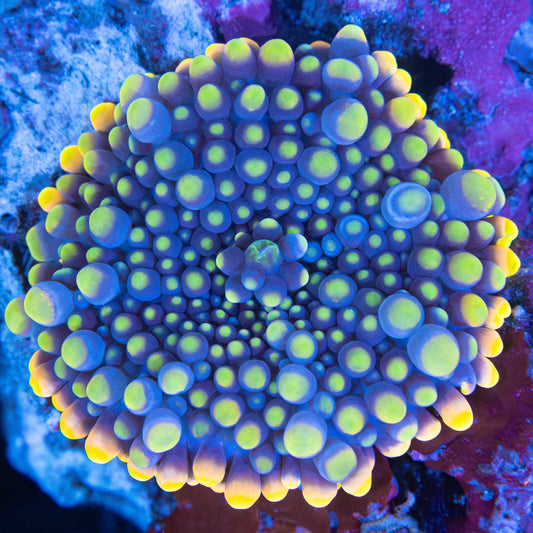 Banana Bubble Yuma 2"