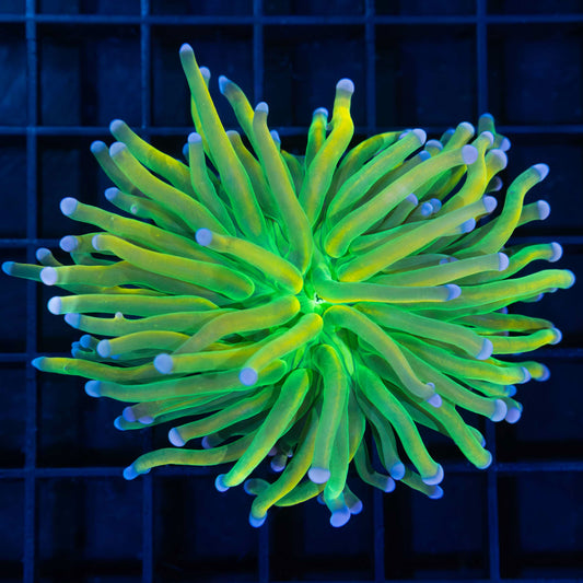 Large Banana Grail Torch