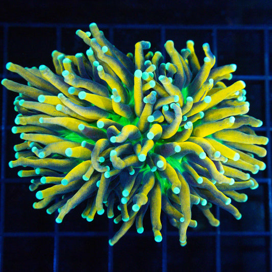 Large Banana Torch Coral (Splitting Head)