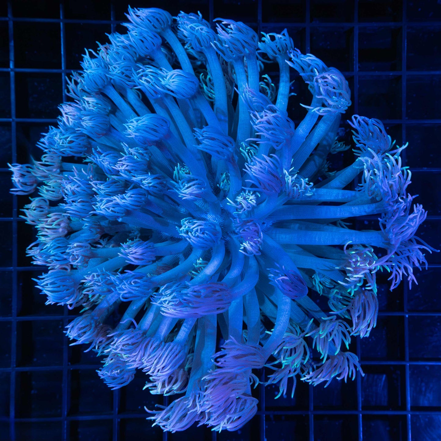 Blue Goni Colony 5.5"
