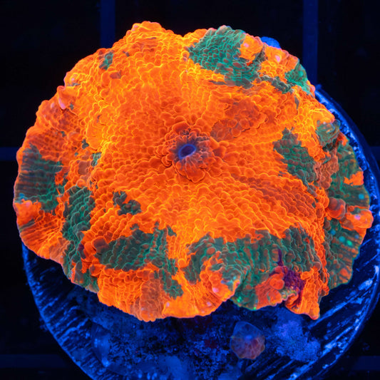 Large Rainbow Candy Crush (W/Baby, Starting to bounce)