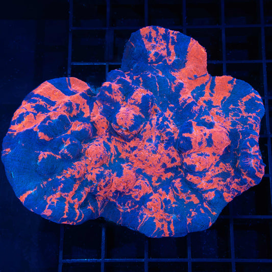 Darth Maul Chalice Colony 4.25"